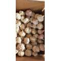 New Chinese garlic exported to South America