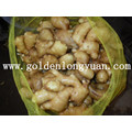 Fresh Ginger Good Quality in Mesh Bag