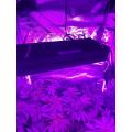 Luz de planta led de 600 vatios para cultivo en interiores