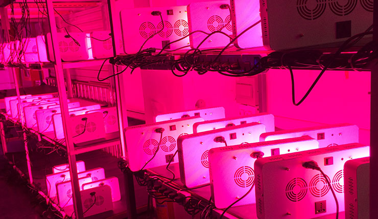 High power led grow light