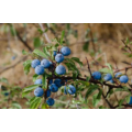 Bilberry extract bilberry 25%