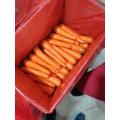 New Crop Fresh Carrot S Grade