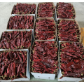 Red Pigment Paprika chilies
