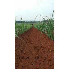sugarcane cultivator best selling weeding machine