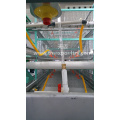 H Type Automatic Broiler Equipment