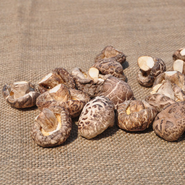 Vente directe à la ferme de champignons séchés de haute qualité