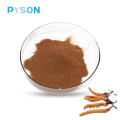 Natural Cordyceps Extracto de extracto de extracto de extracto de cuerpo en polvo