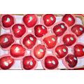 Red Delicious Huaniu Apple with Best Quality