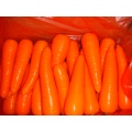 150-200g Carré rouge excellent Carrot