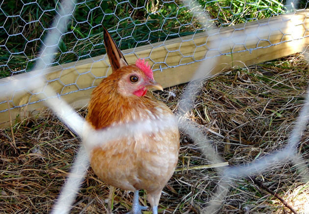 chicken fencing