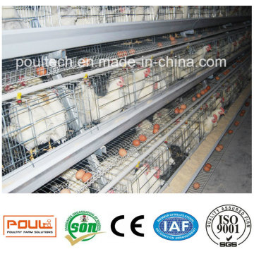 Layer Broiler Pullet Chicken Farm Equipment für philippinische Geflügel Schuppen