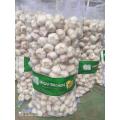 Cold Room Stocked Normal White Garlic