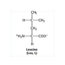 L-Leucine Bcaa Food Additives 61-90-5