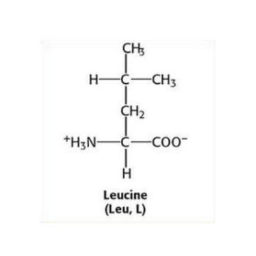 L-Leucin Bcaa Lebensmittelzusatzstoffe 61-90-5