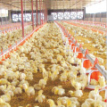 Prefab Poultry Schuppen und Full Set Equipment für One-Stop-Service