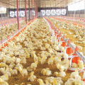 Galpões de Aves Pré-fabricadas e Equipamento de Conjunto Completo para Serviço One Stop