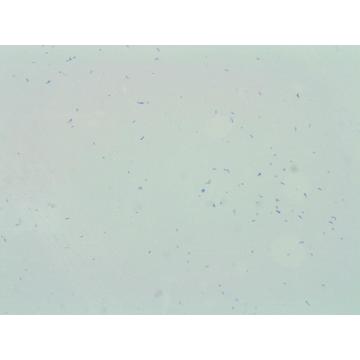 Уход за телом для Bifidobacterium breve