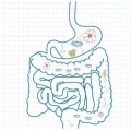 Dextrina resistente Fibra dietética