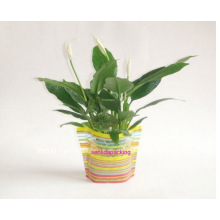 Plastic Foldable Flower Vase