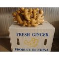 Carton Packing Good Quality Fresh Ginger