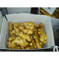 export to middle east market Fresh ginger