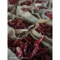 10kg jute bag with stem yidu chilli