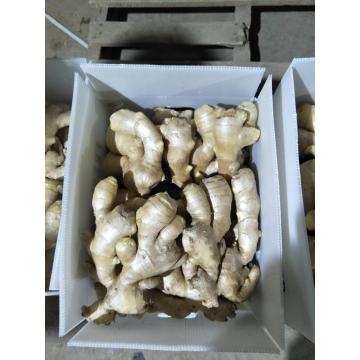 Air Dry Ginger For Europe market