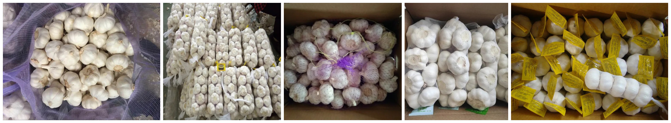 garlic packing