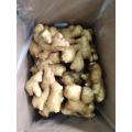 Carton Packing Good Quality Fresh Ginger