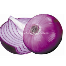 Red Onion Exporting From China