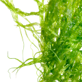 Promover o crescimento do extrato natural de algas naturais puro