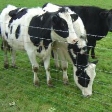 Fournisseur de la Chine Repas Galvanisé Fil Bovins Clôture à vendre