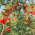 Bagas de Goji secas ao sol na fazenda