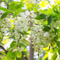 Sophora japonica extrato 95% quercetina 98%