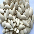 Top Sales Raw Comestíveis Sementes Shine Skin Pumpkin Seeds (cor amarelo claro)