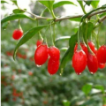 Goji Berry Pulverextrakt in Masse 40%