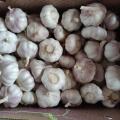 New Crop Fresh Pure Normal White Garlic