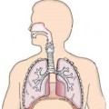 (Ceftezole Sodium) - Резервационная инфекция Ceftezole натрия