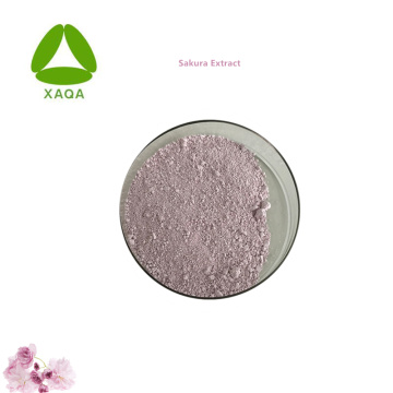Extracto de planta natural Sakura polvo de extracto de flor de cerezo