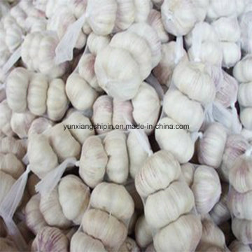 Chinese White Fresh Garlic Small Package