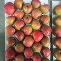 Fresh Good Quality Delicious Qinguan Apple