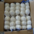 New Crop Best Price for Garlic Factory Price