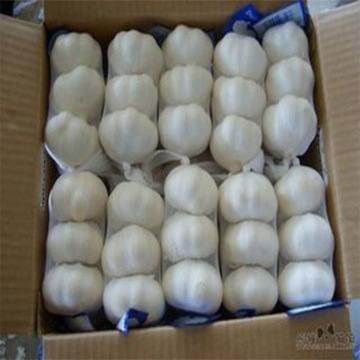 New Crop Best Price for Garlic Factory Price