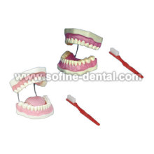 Dental modelo de enseñanza