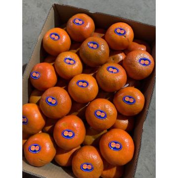 Orange super fraîche