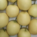 Calidad estándar de exportación de pera dorada fresca