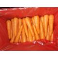 Export Standard Fresh Carrot