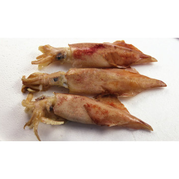 Whole Round Sea Frozen Loligo Squid