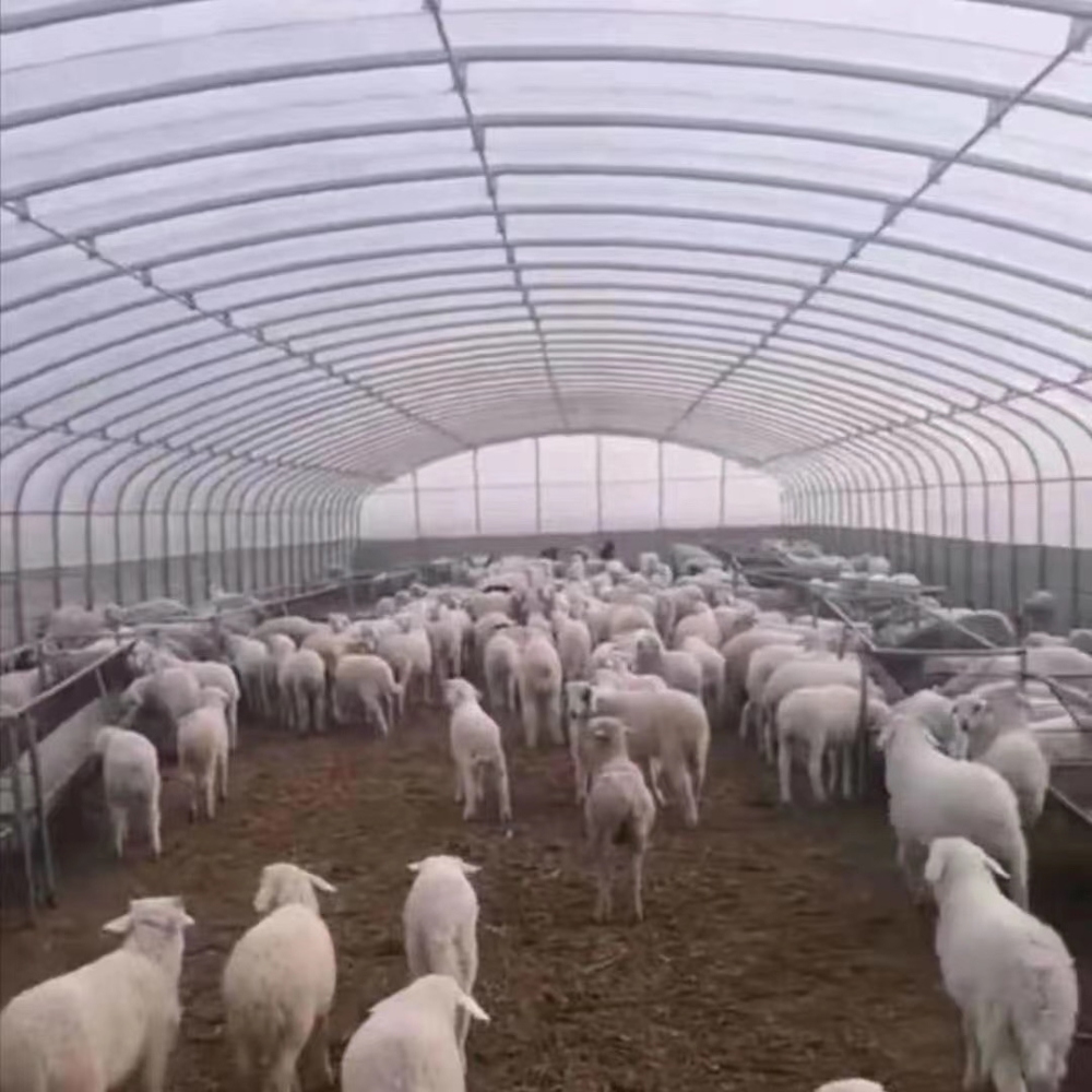 Single Greenhouse For Poultry Breeding Single Greenhouse For Poultry Breeding
