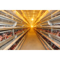 H Type Layer Chicken Cages